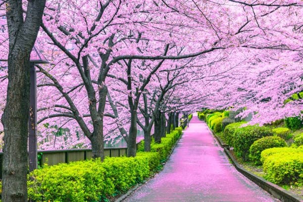 Tokio en primavera